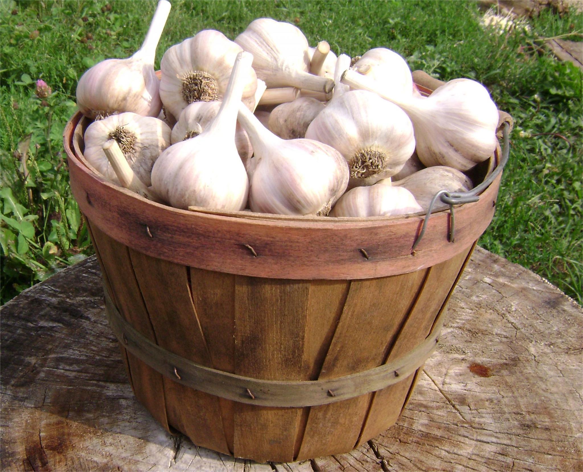 Bulk Garlic 30 Lbs