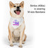 Sublimated Over The Collar Pet Bandana - Delite Promotional Products